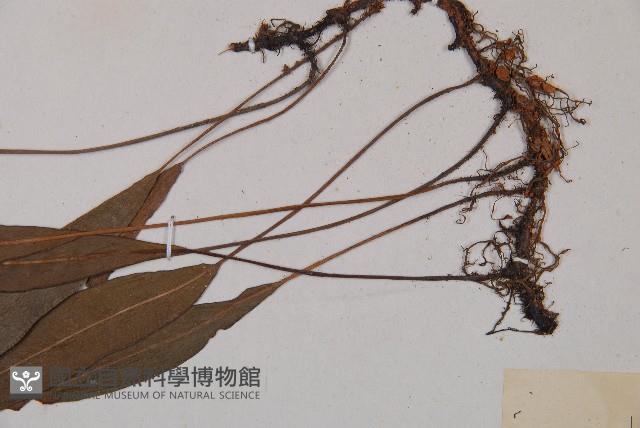 單葉雙蓋蕨藏品圖，第4張