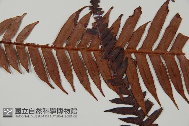 登錄號:P010020藏品圖，第4張