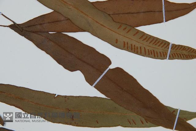 單葉雙蓋蕨藏品圖，第4張