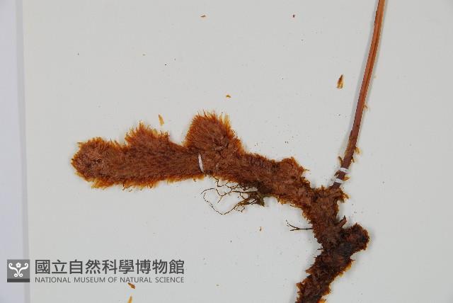 台灣小膜蓋蕨藏品圖，第1張