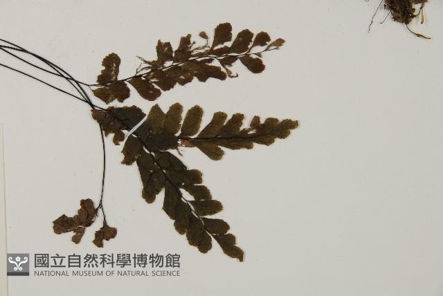 長尾鐵線蕨藏品圖，第4張