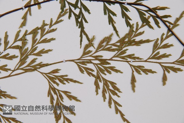 威氏鐵角蕨藏品圖，第1張