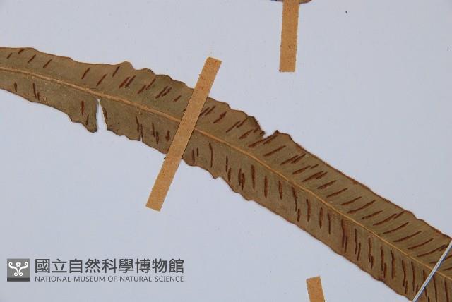 單葉雙蓋蕨藏品圖，第4張