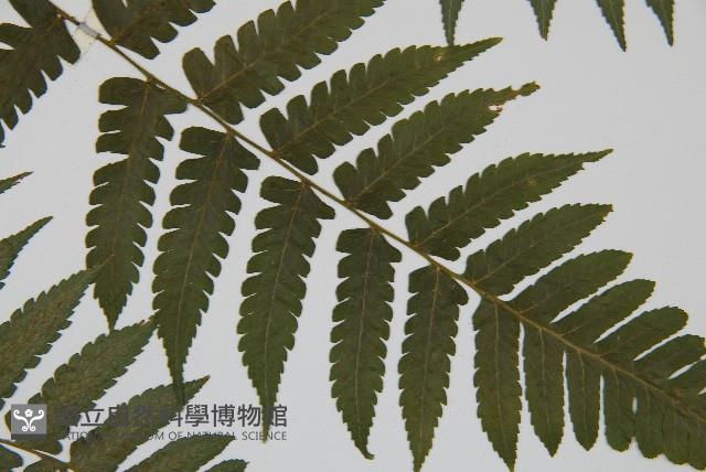 德氏雙蓋蕨藏品圖，第4張