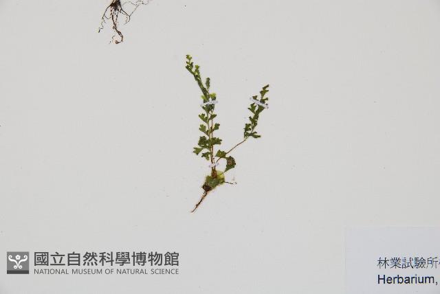 台灣桫欏藏品圖，第3張