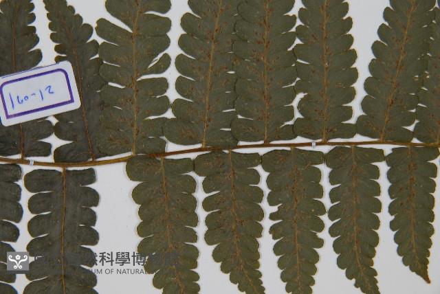 德氏雙蓋蕨藏品圖，第4張