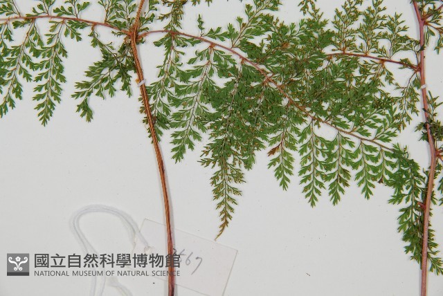 台灣小膜蓋蕨藏品圖，第3張