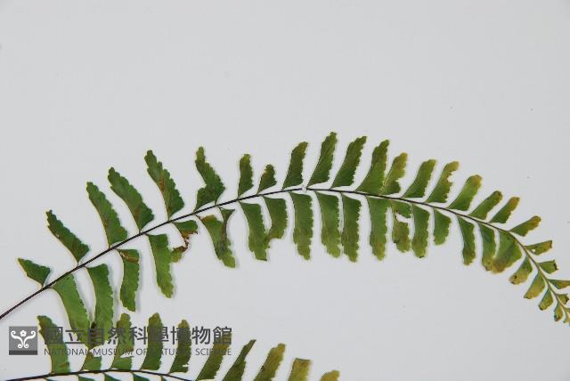 單邊鐵角蕨藏品圖，第3張