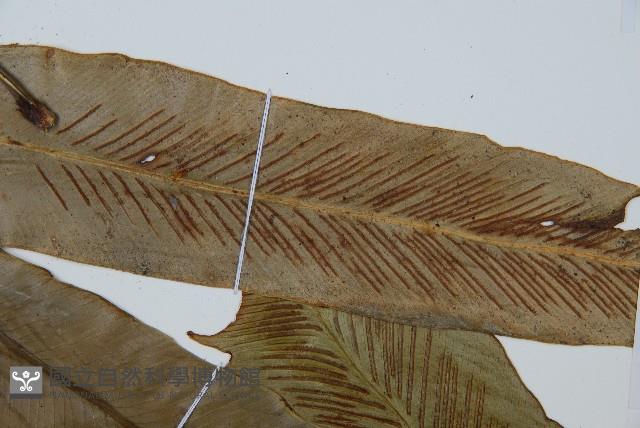 巢蕨藏品圖，第4張