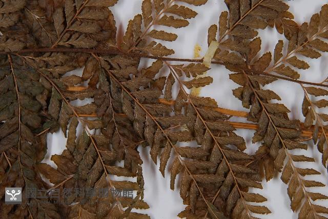 Accession Number:P001420 Collection Image, Figure 4, Total 5 Figures