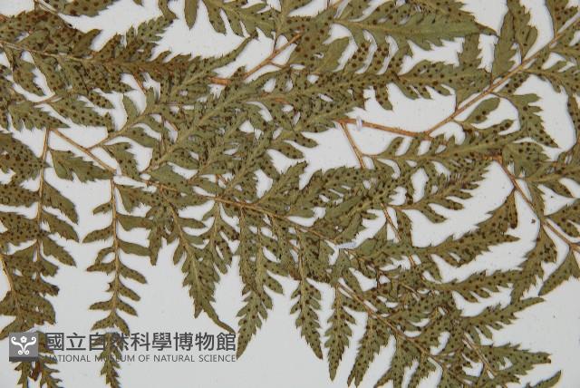 小葉複葉耳蕨藏品圖，第4張