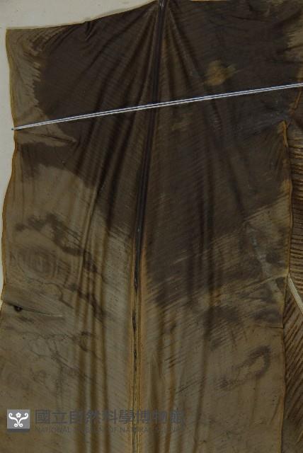 臺灣山蘇花藏品圖，第4張