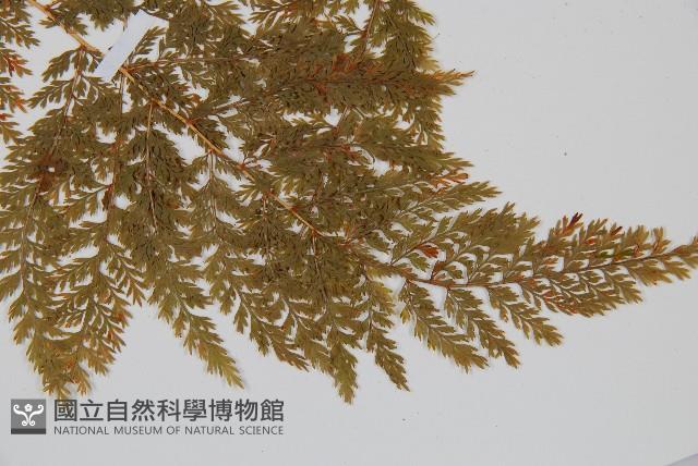 台灣小膜蓋蕨藏品圖，第3張