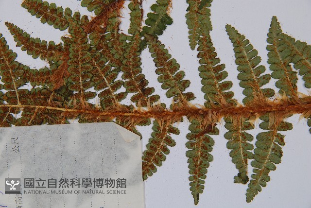 密毛鱗毛蕨藏品圖，第4張
