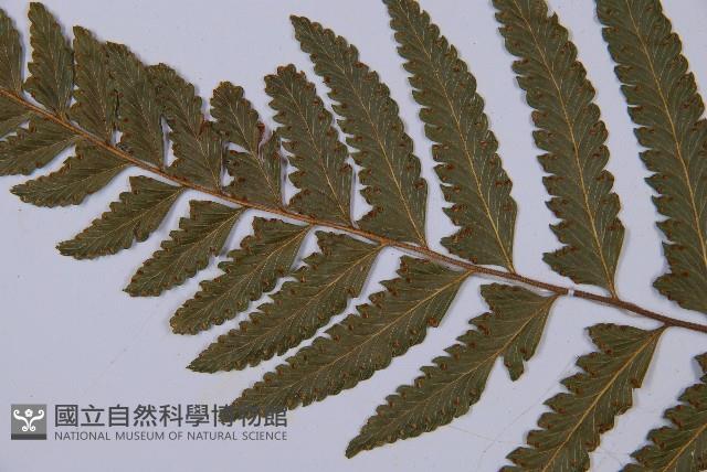 邊緣鱗蓋蕨藏品圖，第4張