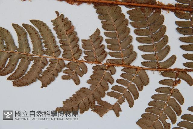 闊鱗鱗毛蕨藏品圖，第4張