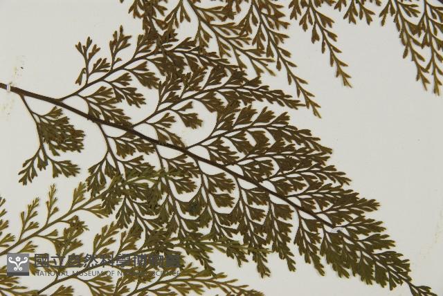 骨碎補鐵角蕨藏品圖，第4張