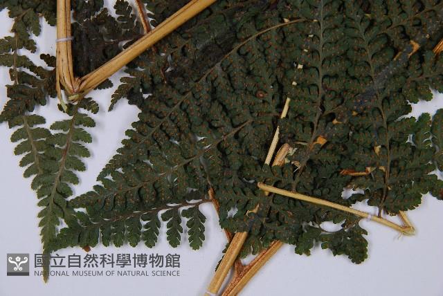 司氏碗蕨藏品圖，第4張