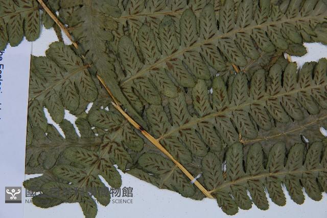 擬德氏雙蓋蕨藏品圖，第4張