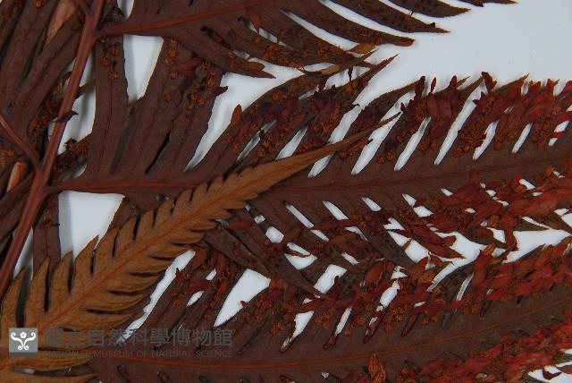 臺灣狗脊蕨藏品圖，第3張