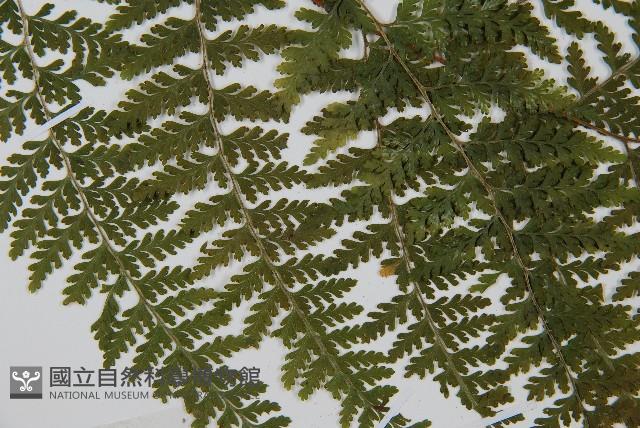 碗蕨藏品圖，第4張