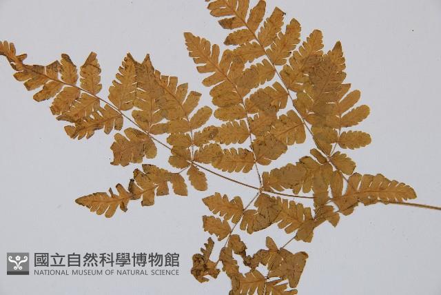 細裂羽節蕨藏品圖，第4張