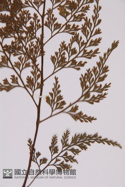 骨碎補鐵角蕨藏品圖，第4張