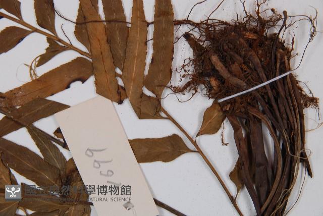 萊氏鐵角蕨藏品圖，第4張