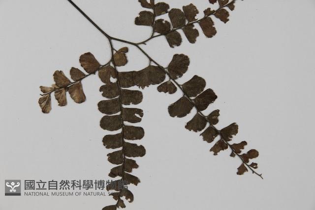 扇葉鐵線蕨藏品圖，第3張