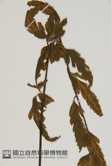 裂葉鐵角蕨藏品圖，第4張