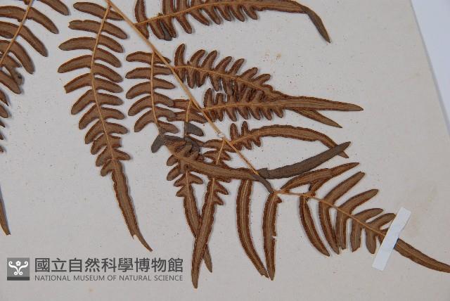 蕨藏品圖，第7張