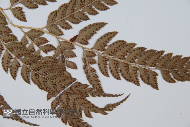 斜方複葉耳蕨藏品圖，第3張
