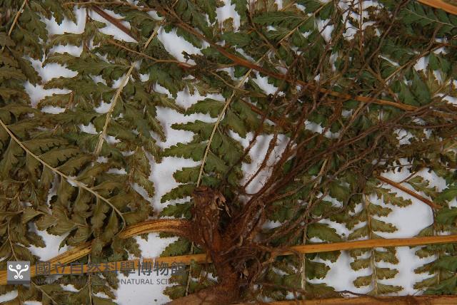 粗毛鱗蓋蕨藏品圖，第4張