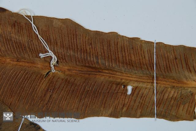 長葉巢蕨藏品圖，第3張