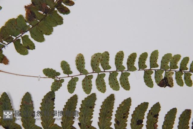 紅苞蹄蓋蕨藏品圖，第4張