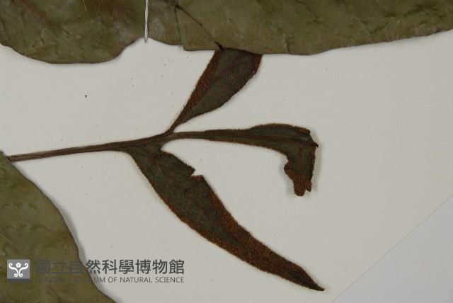 沙皮蕨藏品圖，第4張