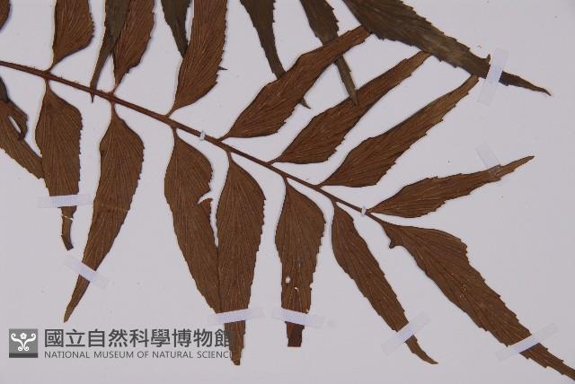 革葉鐵角蕨藏品圖，第3張