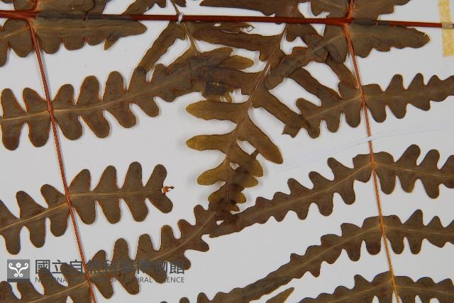 栗蕨藏品圖，第4張