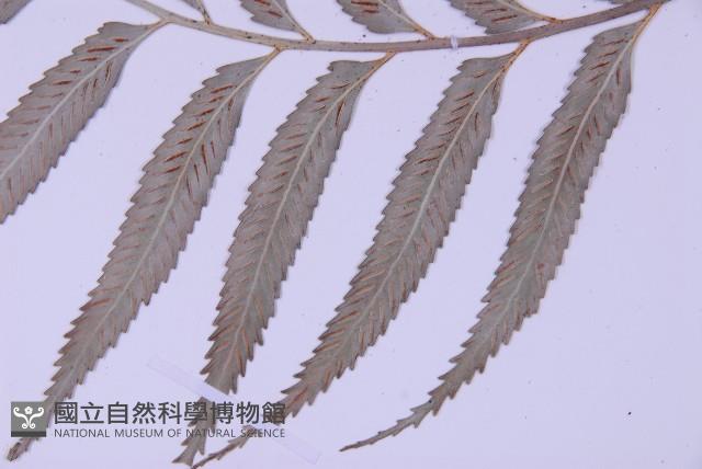 蘭嶼鐵角蕨藏品圖，第4張