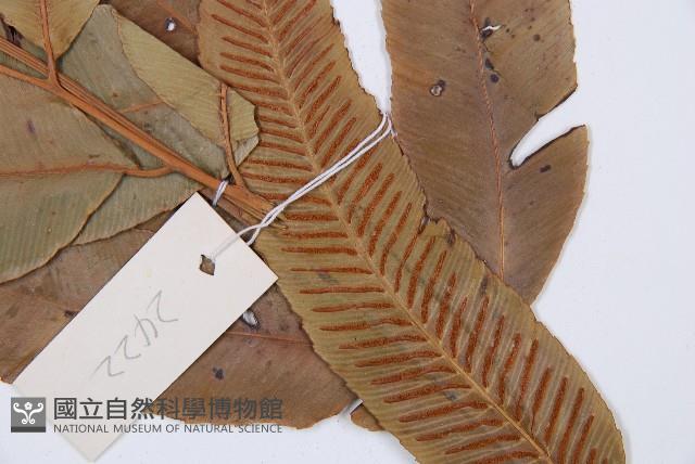 厚葉雙蓋蕨藏品圖，第7張
