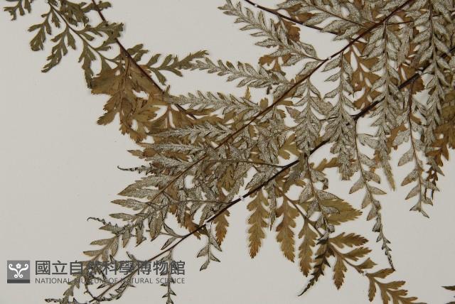 粉葉蕨藏品圖，第4張