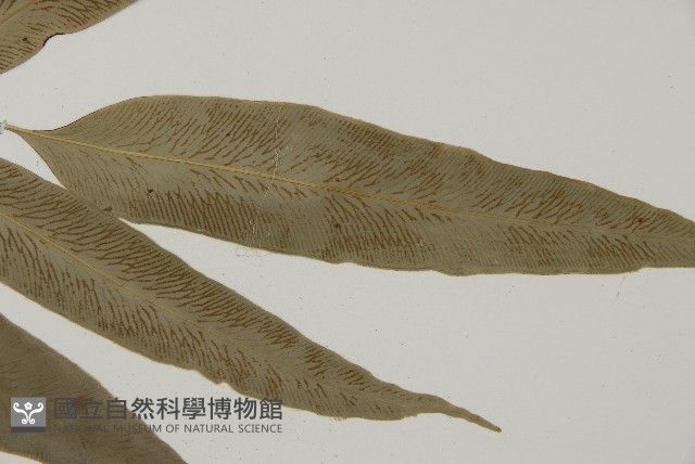 南嶺鳳丫蕨藏品圖，第7張