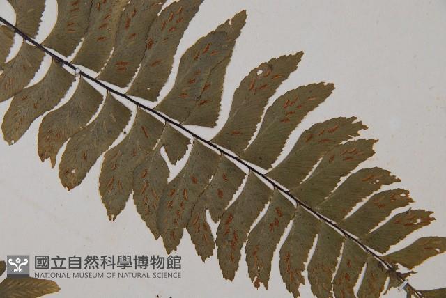 單邊鐵角蕨藏品圖，第4張