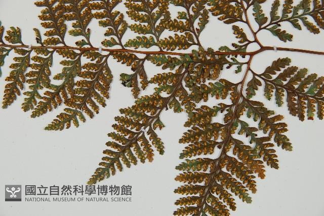 圓蓋陰石蕨藏品圖，第7張