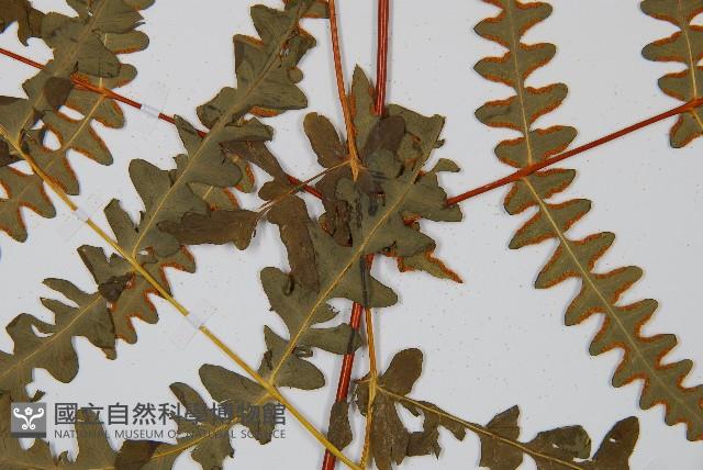 栗蕨藏品圖，第7張