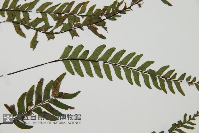 單邊鐵角蕨藏品圖，第4張