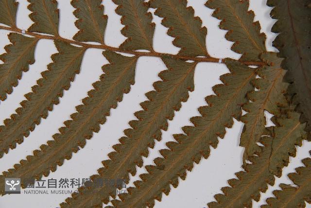 邊緣鱗蓋蕨藏品圖，第4張