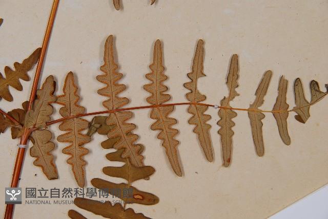 栗蕨藏品圖，第4張