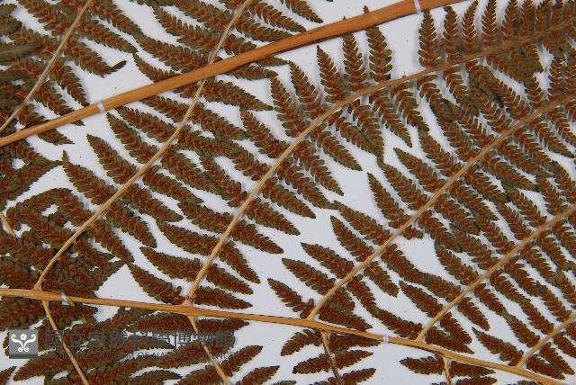 短葉蹄蓋蕨藏品圖，第7張