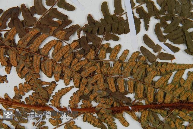 闊鱗鱗毛蕨藏品圖，第4張